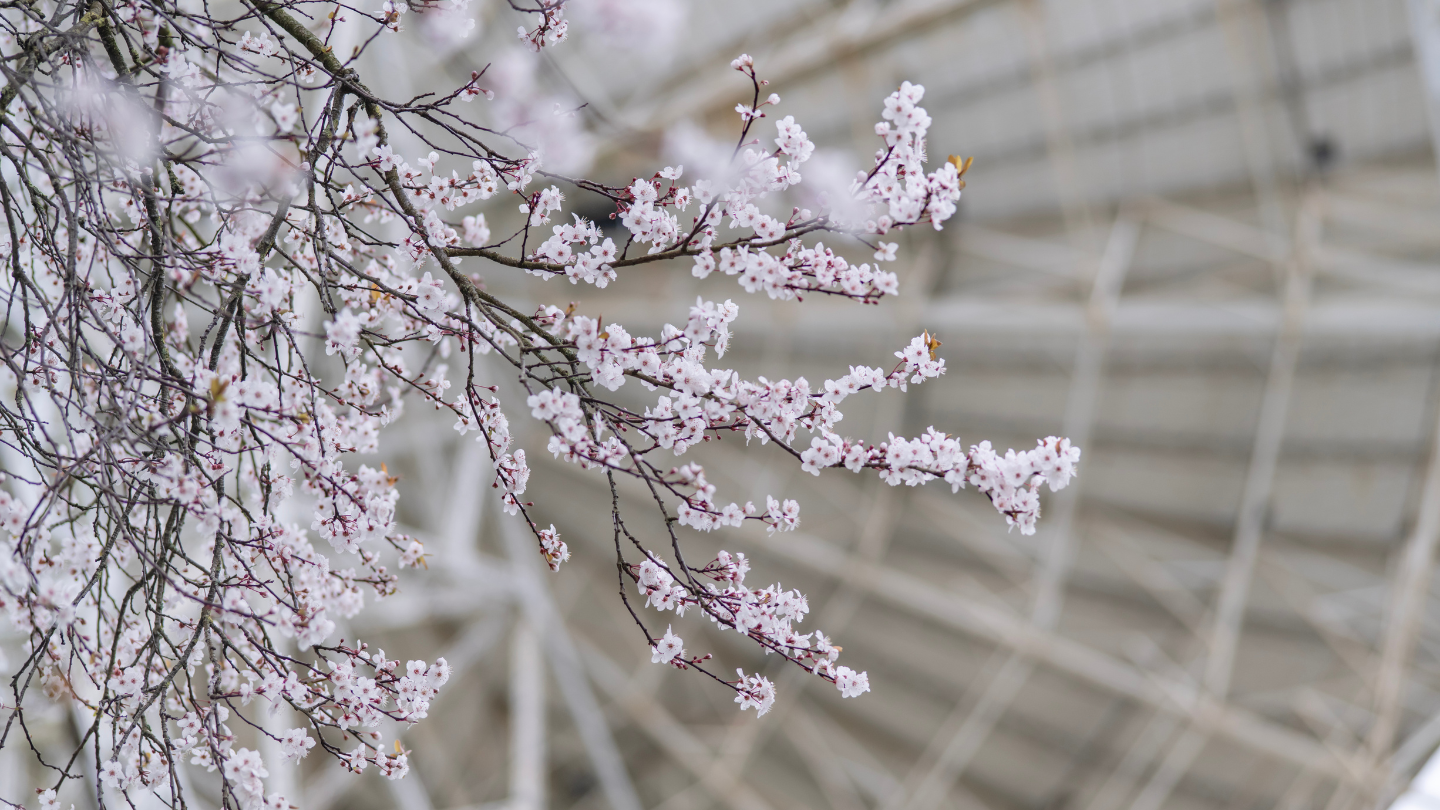 A photo of cherry blossom branches in soft pink bloom in the foreground, with the Lovell Telescope blurred in the background.