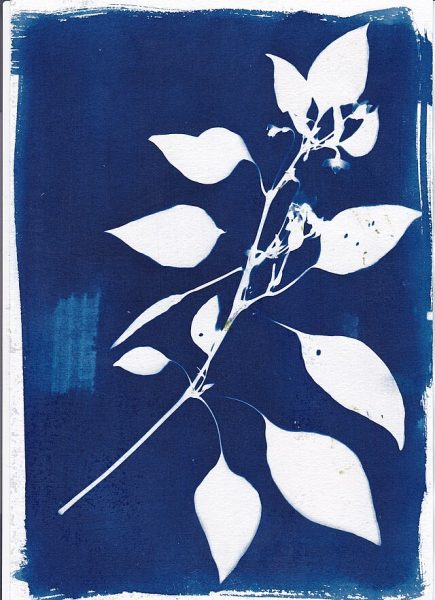 An example cyanotype (a print of leaves on a blue background).